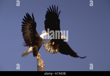 Deux aigles à tête de leur vol en Alaska la perche Banque D'Images