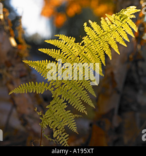 Un gros plan d'une fougère dans la lumière du soleil Banque D'Images