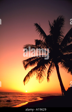 Silhouette de palmier sur la plage au coucher du soleil Kauai Hawaii Banque D'Images