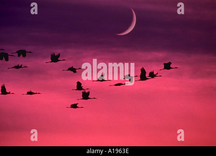 Silhouette de grues du Canada contre le coucher du soleil avec lune pourpre Banque D'Images