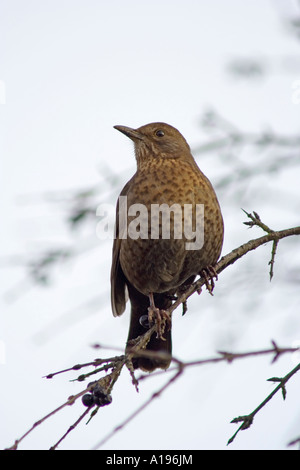 Épaulettes femelle (Turdus merula) perché sur branche, Dorset, UK Banque D'Images