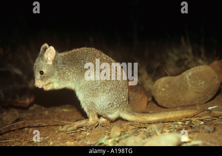 Le bettong creusant / Aepyprymnus rufescens Banque D'Images