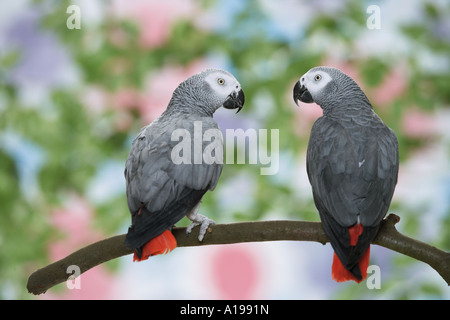 TAfrican perroquet Gris (Psittacus erithacus). Paire de perché sur une branche adultes Banque D'Images