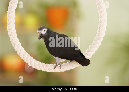 Timneh perroquet gris d'Afrique sur corde / Psittacus erithacus timneh Banque D'Images