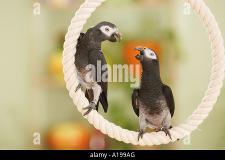 Timneh perroquet gris africain sur corde / Psittacus erithacus timneh Banque D'Images
