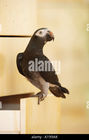 Timneh perroquet gris d'Afrique sur tiroir / Psittachus erithacus timneh Banque D'Images