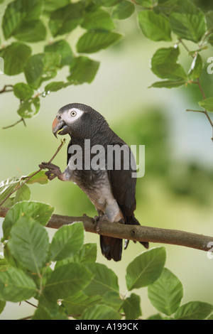 Timneh perroquet gris d'Afrique sur la branche / Psittacus erithacus timneh Banque D'Images
