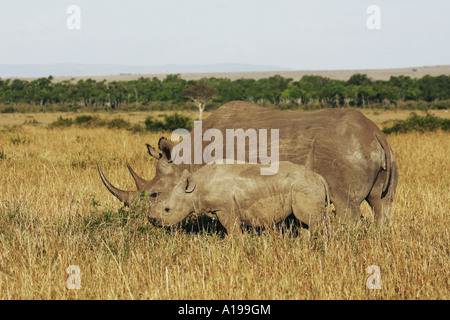 Le rhinocéros noir avec cub / Diceros bicornis Banque D'Images