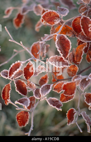 Feuilles de hêtre givré feuilles en hiver bordés de gel et un éclairage délicat Banque D'Images