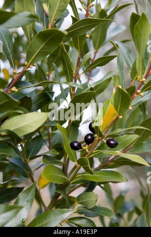 Olives noires sur les prêts pour la récolte des arbres , le sud de l'Italie Banque D'Images
