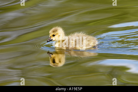 Canada Goose Branta gosling cacadensis Banque D'Images