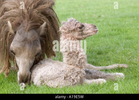 Camelus bactrianus chameau Banque D'Images