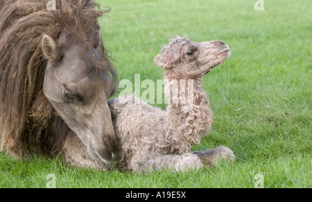 Camelus bactrianus chameau Banque D'Images