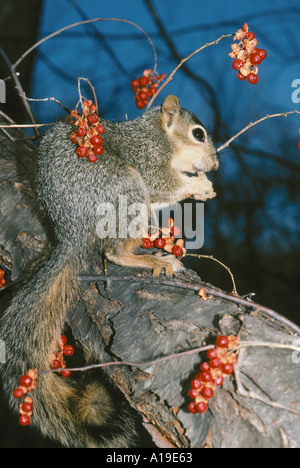 Fox est l'écureuil, Sciurus niger, se trouve dans l'arborescence de manger un gland entouré de vignes et de petits fruits doux-amer orange , Missouri USA Banque D'Images