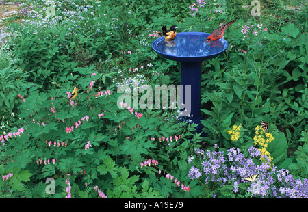 Ceramic birdbath bleu avec deux oiseaux colorés, l'Oriole de Baltimore et le Cardinal, baignade au printemps jardin ombragé avec swallowtail butterfly, Missouri USA Banque D'Images