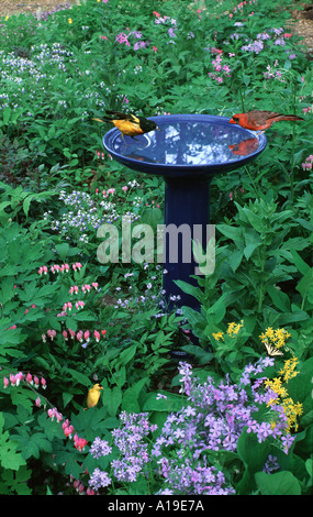 Bain d'oiseaux en céramique bleue avec deux oiseaux chanteurs,Oriole de Baltimore et un Cardinal rouge,baignade dans un jardin d'ombre au printemps, New York USA Banque D'Images