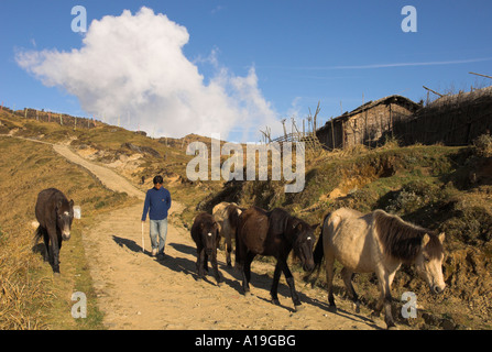 L'Ouest du Bengale en Inde Darjeeling Himalaya salon Singalila trek jeune homme menant son peu de chevaux le long d'une voie avec le nuage dans le ciel Banque D'Images