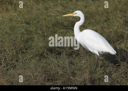 Intermediate Egret Ardea ou Mesophyx intermedia Banque D'Images