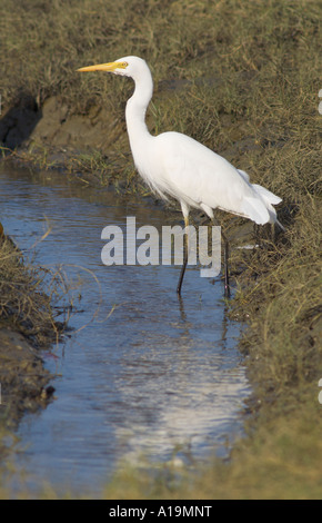 Intermediate Egret Ardea ou Mesophyx intermedia Banque D'Images