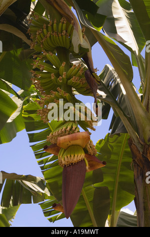 Plant de banane et de fleurs montrant les petites bananes Banque D'Images