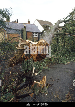 Grand arbre renversé lors des coups de vent sur des portes d'entrée de l'école montrant trunk Banque D'Images