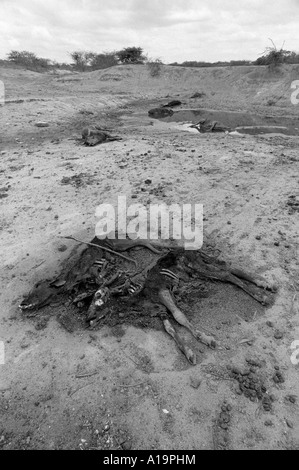 B/W de carcasses de bovins qui étaient encollées dans la boue d'un trou d'eau qui s'assèche, empoisonnant l'eau pendant les conditions de sécheresse.ESwatini (Swaziland) Banque D'Images