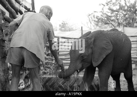 B/W d'un agriculteur alimentant un bébé éléphant captif qui a été sauvé de la sécheresse sauvage frappée, à libérer quand les pluies viennent Cheredze, Zimbabwe Banque D'Images