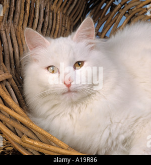 Chat blanc adultes dans panier en osier Banque D'Images