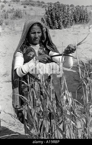 B/W d'une femme de talon dans la robe traditionnelle de récolte du millet avec un couteau incurvé dans une zone rurale sèche près d'Islakot dans la région de Tharparkar, au Pakistan Banque D'Images