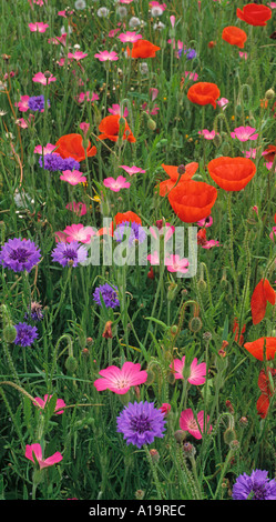 Fleurs coquelicots rouges Maïs Maïs coques et Fleurs en croissance dans les grandes cultures Banque D'Images