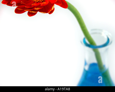 Une partie de la fleur dans un vase avec de l'eau bleue Banque D'Images