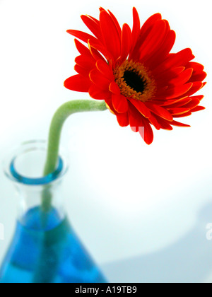 La fleur dans un vase avec de l'eau bleue Banque D'Images