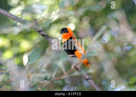 L'évêque d'Orange encadrées dans les succursales hors foyer Banque D'Images