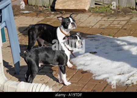 Deux jeunes chiens de terrier de Boston Banque D'Images