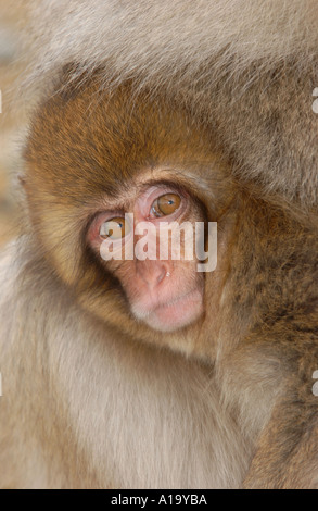 Jeune Macaque japonais close up of young Nagano Japon Banque D'Images