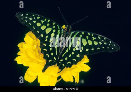 Queue GEAI Graphium agamemnon à points vert Papillon Triangle assis sur une fleur jaune, Pune Maharashtra, Inde Banque D'Images