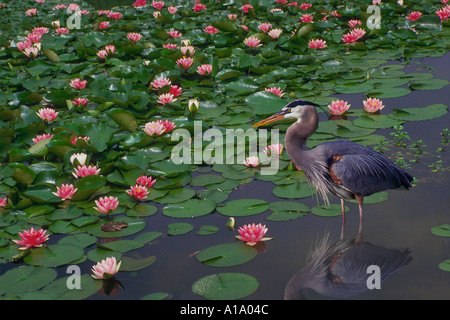 La rencontre du Grand Héron bleu et de la grenouille : un étang idyllique avec des nénuphars roses et une grenouille, Missouri USA Banque D'Images