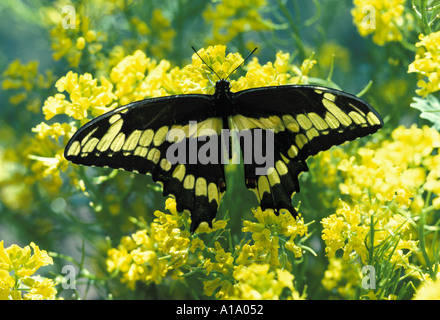 Giant Swallowtail butterfly, protographium marcellus, perches avec ailes déployées sur des fleurs jaunes délicates, Midwest USA Banque D'Images