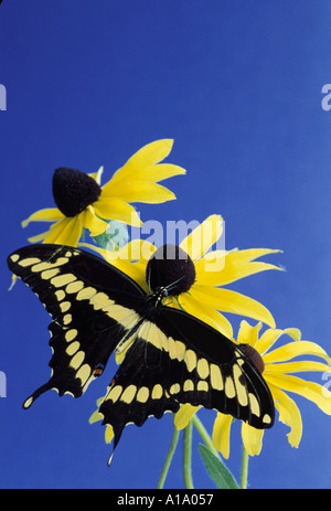 Giant Swallowtail butterfly, Papilio cresphontes, perché sur un wild black-eyed Susan fleurs sauvages avec ailes déployées en été, Midwest USA Banque D'Images