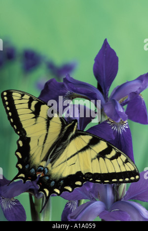 Belle et sereine : Tiger swallowtail butterfly, Papilio glaucus, perches, ailes déployées, sur un violet Iris de Sibérie en fleurs fleur, Missouri USA Banque D'Images