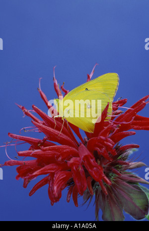 Délicate jaune Papillon est perché sur un rouge lumineux monardes, monarda, fleur avec le bleu de l'arrière-plan d'été, Missouri, États-Unis Banque D'Images