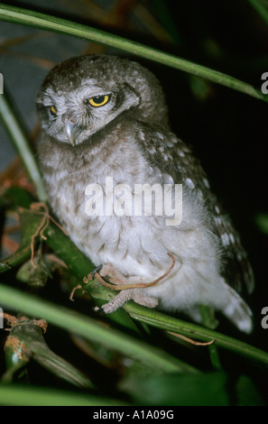 Spotted owlet, Athene brama, assis sur une branche d'arbre dans la nuit, Pune Maharashtra Banque D'Images