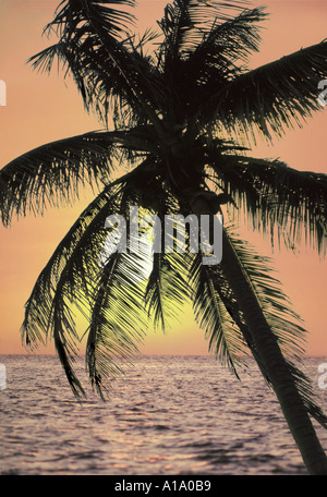 Coco Palm et coucher de soleil sur l'océan Banque D'Images