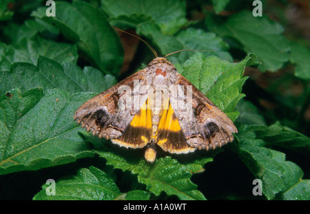 Close-up of Moth assis sur des feuilles, Tamhini, Pune, Maharashtra, Inde Banque D'Images