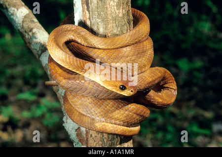 Le chat de FORSTEN Boiga forsteni serpent venimeux Midly de couleur pêche (morph) enroulé autour d'un arbre Dandeli Wildlife Sanctuary, Inde Banque D'Images