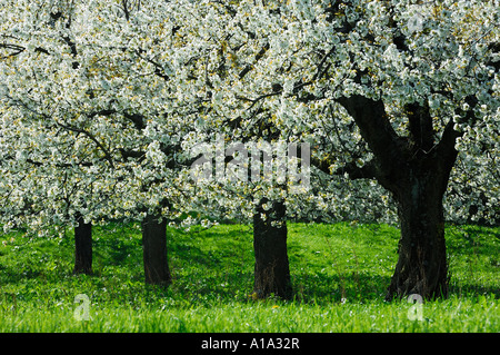 Cherry Blossom , cherry trees (Prunus avium) dans fleur pleine Banque D'Images