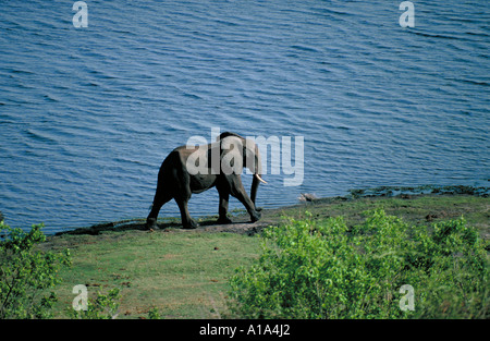 L'éléphant d'Afrique Loxodonta africana Afrique Botswana Chobe Banque D'Images