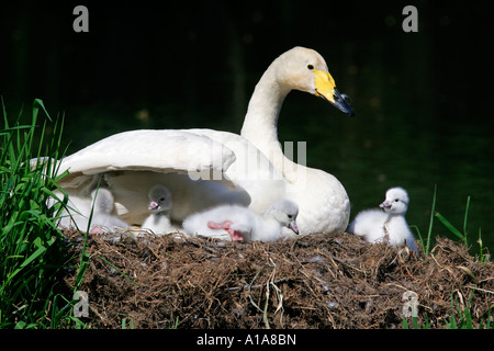 Avec les poussins cygne chanteur (Cygnus cygnus) Banque D'Images