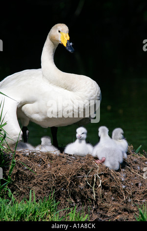 Avec les poussins cygne chanteur (Cygnus cygnus) Banque D'Images