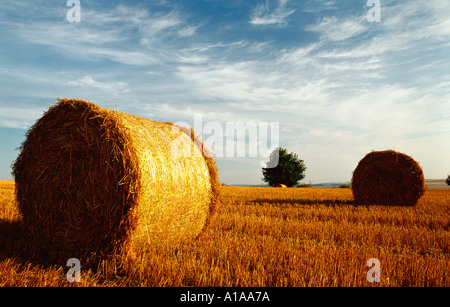 Bottes de paille dans le champ Banque D'Images